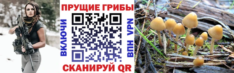 Галлюциногенные грибы прущие грибы  Купить  Ялуторовск 